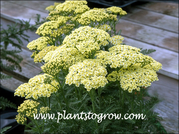 Sunny Seduction Achillea